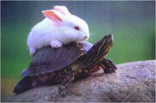 Hare and tortoise